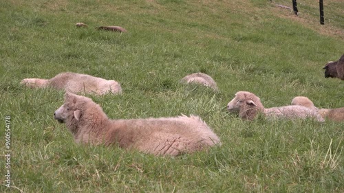 Rebaño de ovejas descansando, grupo de ovejas durmiendo