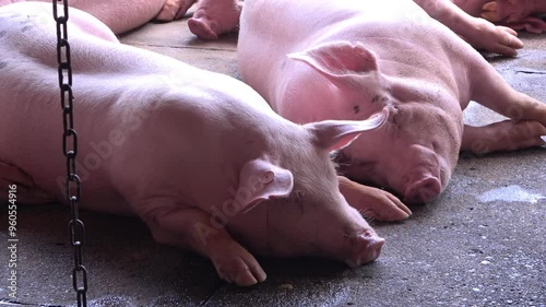 Grupo de cerdos durmiendo en su corral o cochera