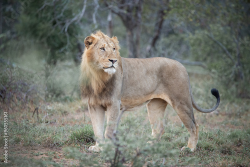 Sub-adult male lion