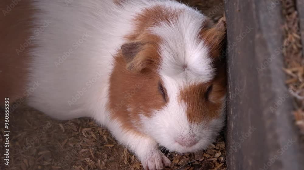hamster durmiendo en su corral hamster durmiendo en su corral