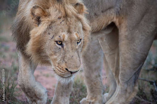 Tapety artystyczne Lion