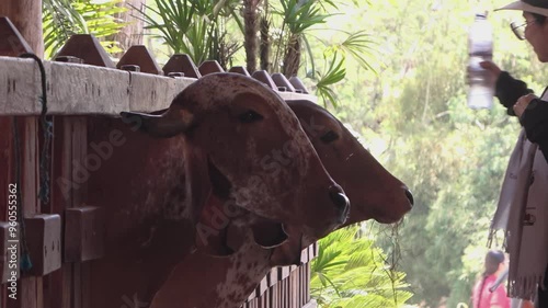 Dos vacas dentro de un establo de madera, observando hacia el exterior. 