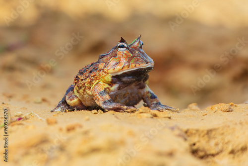 The Surinam horned frog (Ceratophrys cornuta ), also known as Amazonian horned frog, is a bulky frog measuring up to 20 centimetres (7.9 in) found in the northern part of South America. photo