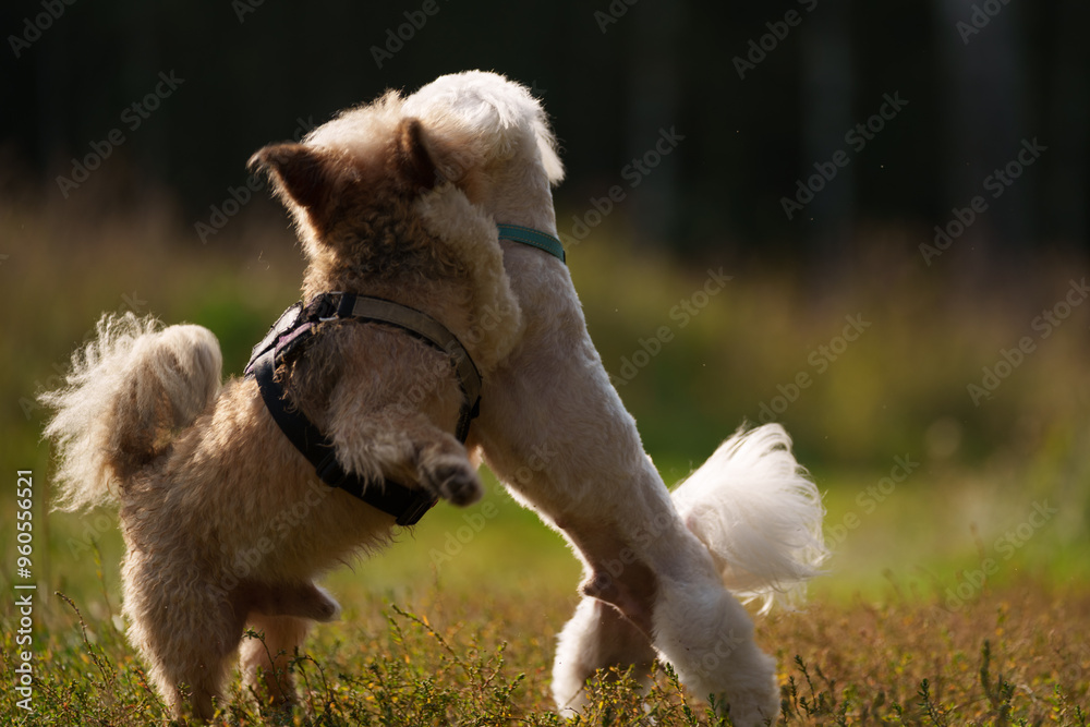 White Maltese is posing in forest during sunny day. Dogs play with each other in grass field White Maltese is posing in forest during sunny day. Dogs play with each other in grass field