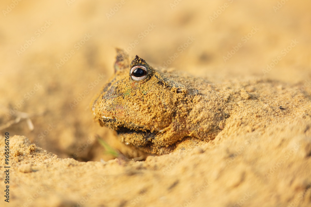 The Surinam horned frog (Ceratophrys cornuta ), also known as Amazonian horned frog, is a bulky frog measuring up to 20 centimetres (7.9 in) found in the northern part of South America. The Surinam horned frog (Ceratophrys cornuta ), also known as Amazonian horned frog, is a bulky frog measuring up to 20 centimetres (7.9 in) found in the northern part of South America.
