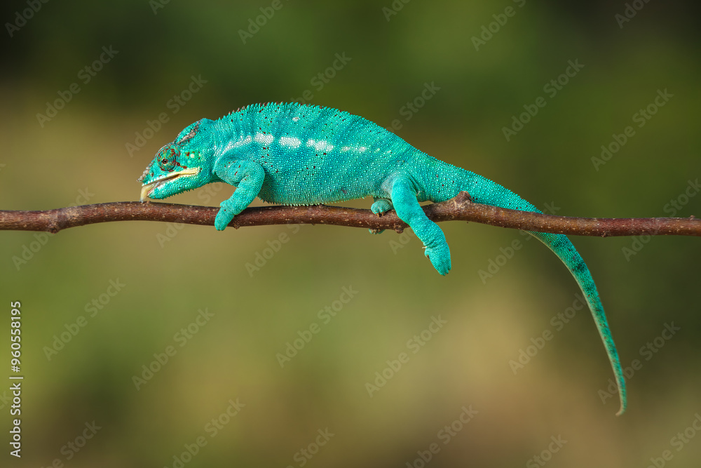 Panther chameleon (Furcifer pardalis) is a species of chameleon found in the eastern and northern parts of Madagascar in a tropical forest biome. 