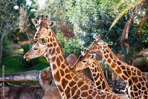 Photography The giraffes.
