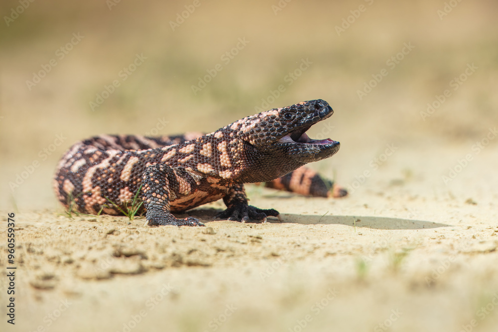Fototapeta premium Gila monster (Heloderma suspectum is a species of venomous lizard native to the southwestern United States and northwestern Mexican state of Sonora. A heavy, typically slow-moving lizard.