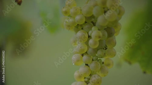 Bunch of green wine grapes