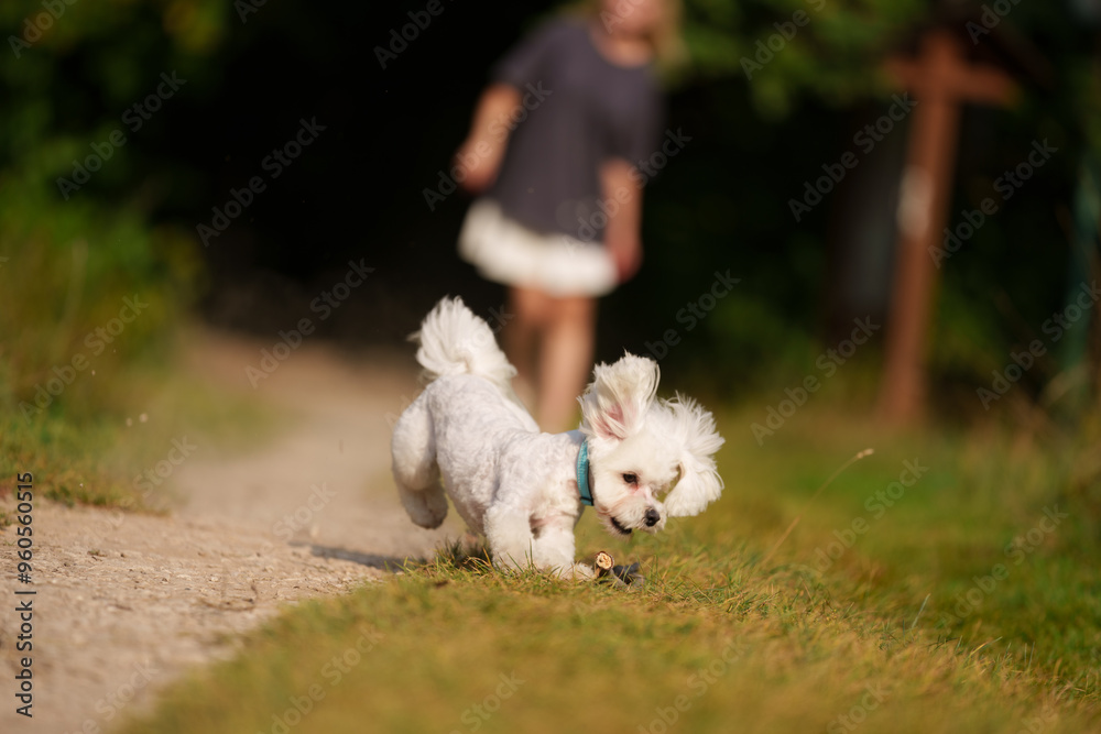 Girl throws a stick to the dog in natural park of Town. Woman in blue dress walking with dog