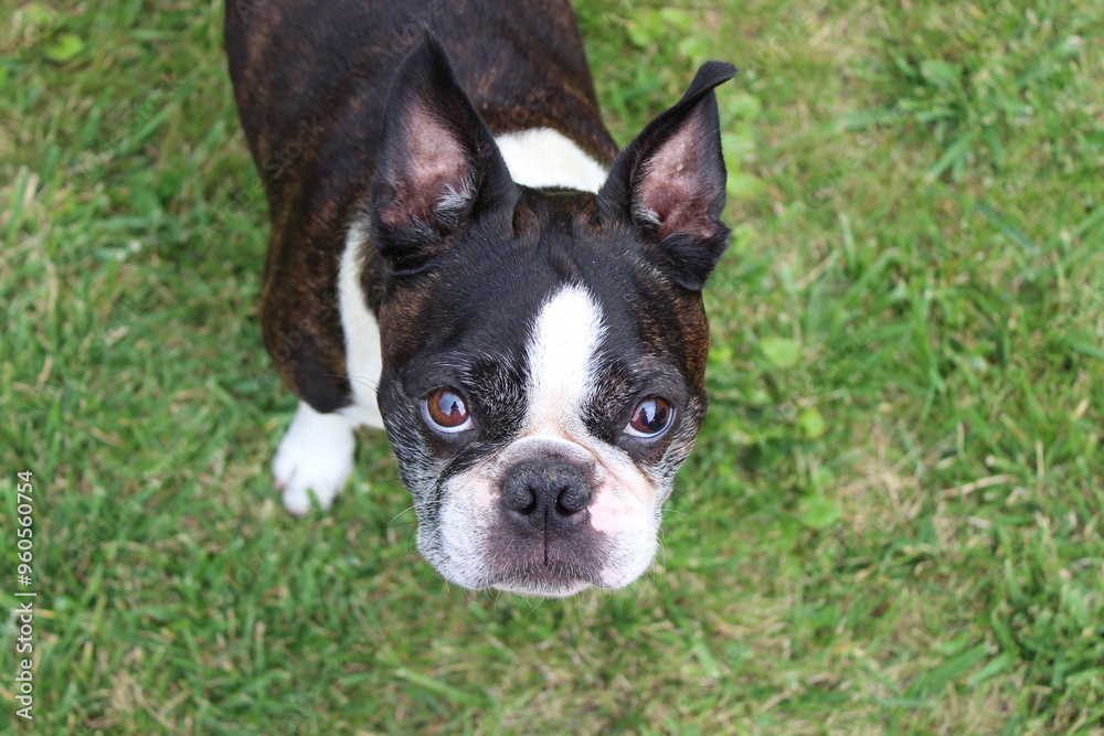 Pigmentery Keratitis. Boston terrier's eye. Pigmentery Keratitis. Boston terrier's eye.