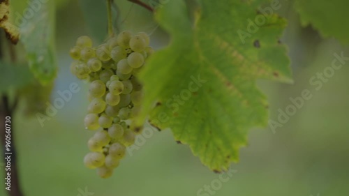 Bunch of green wine grapes