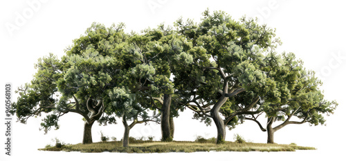 Wallpaper Mural PNG Lush green oak trees cluster Torontodigital.ca