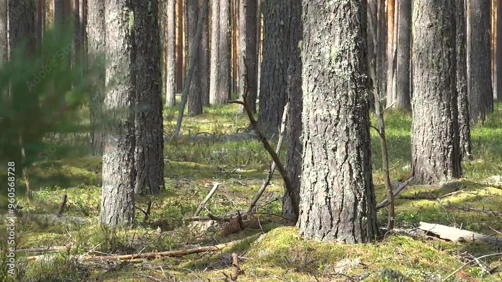 Morning in the pine forest, thicket, fairy tale Morning in the pine forest, thicket, fairy tale