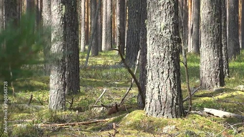 Morning in the pine forest, thicket, fairy tale 