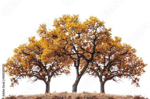 PNG Autumn trees with golden leaves