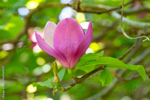 Pink magnolia flowers in blue sky background. Chinese Magnolia pink blossom with tulip-shaped flowers in spring