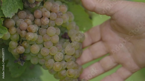 A hand grabs a bunch of green wine grapes