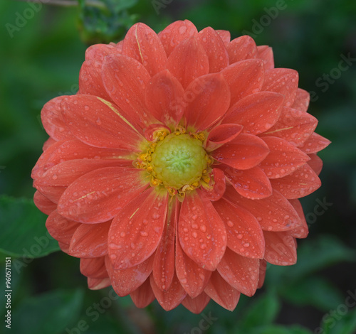 Beautiful close-up of a red dahlia flower photo