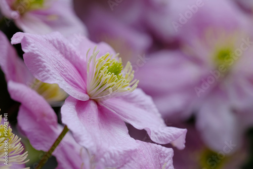  Pink clematis Montana flowers background  photo