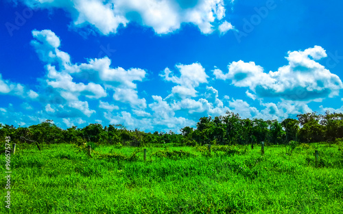 Planting tropical nature and trees in the jungle in Mexico.