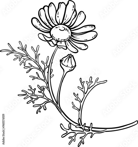 Chamomile Plant with Flowers Outline Illustration. Essential oil ingredient for cosmetics, spa, aromatherapy, health care, alternative medicine.