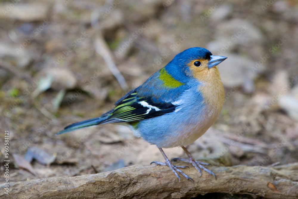 Close-up shot of blue bird