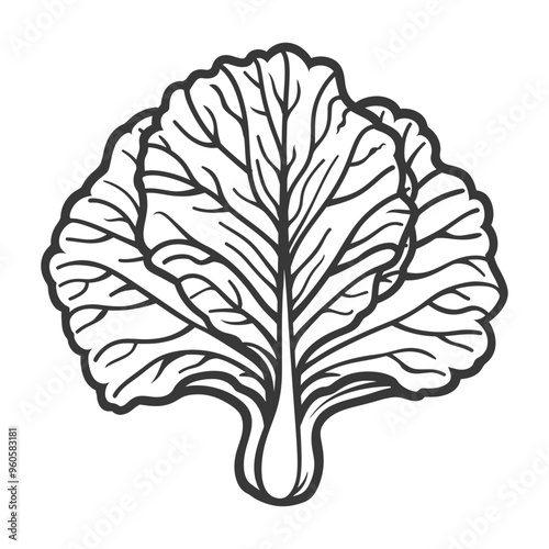 Line art illustration of a single head of cabbage