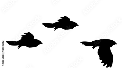 shadow of three flying birds isolated on white background