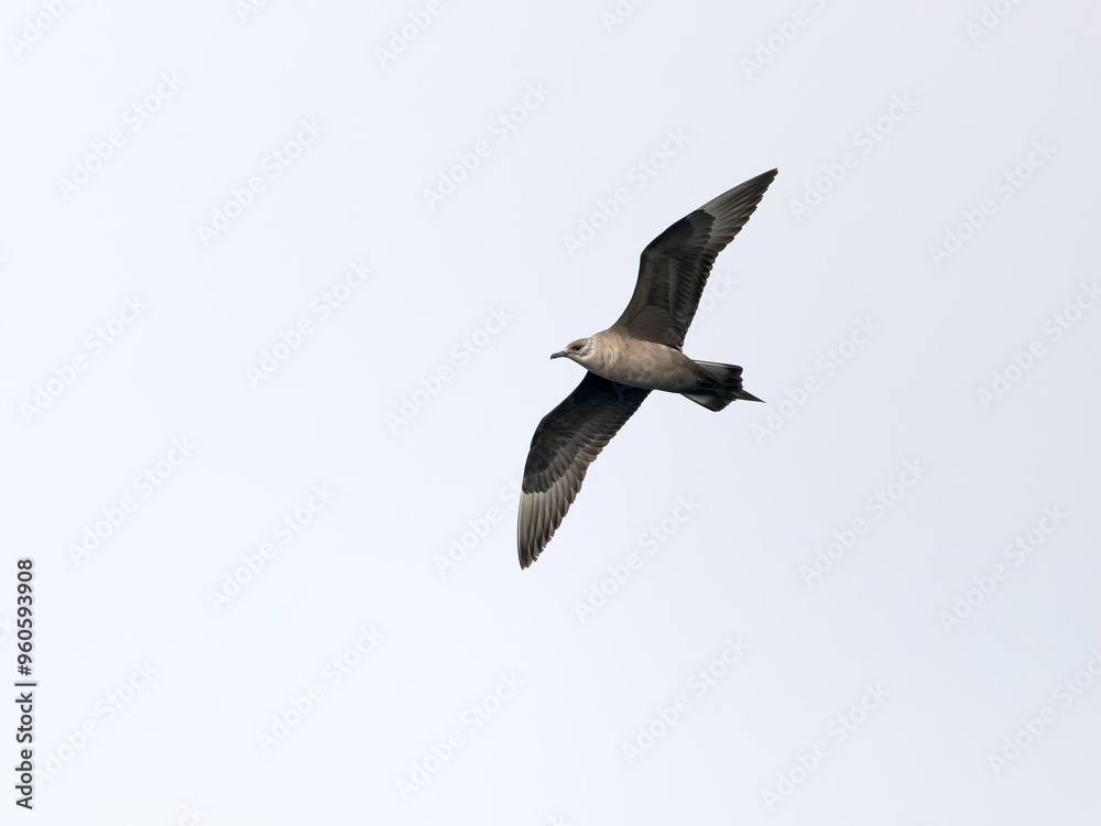 Obraz premium Arctic skua, Stercorarius parasiticus