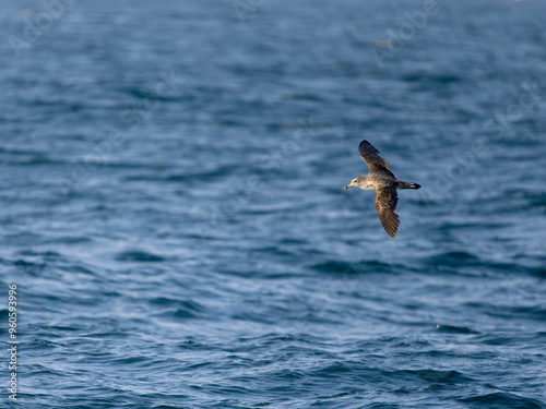 Cory's shearwater, Calonectris borealis