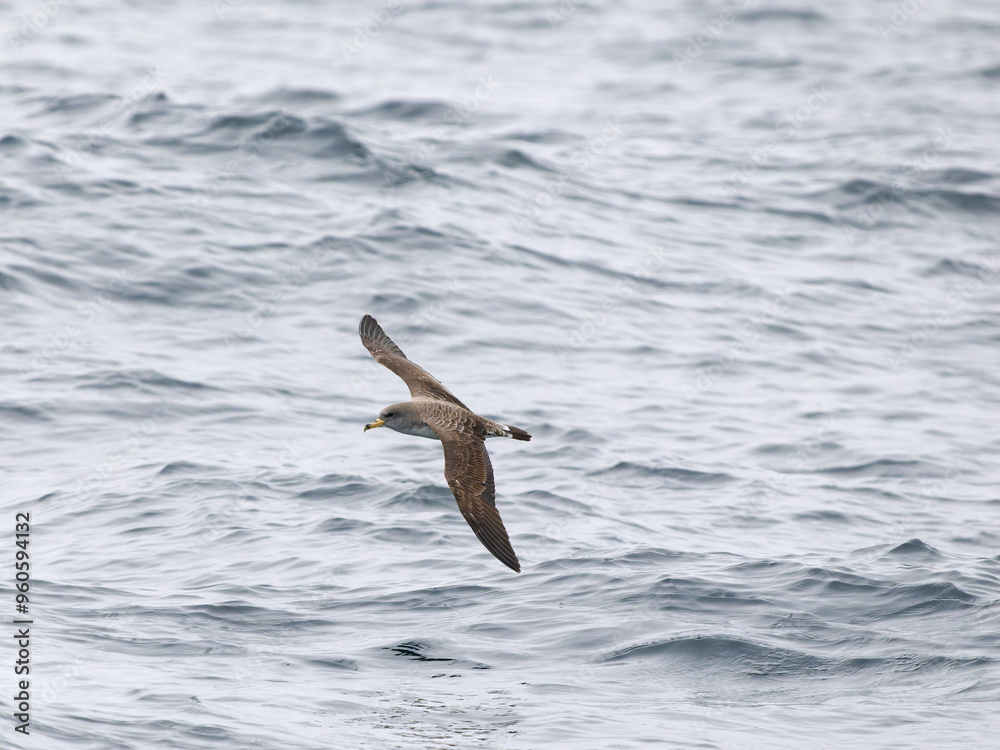 Cory's shearwater, Calonectris borealis Cory's shearwater, Calonectris borealis