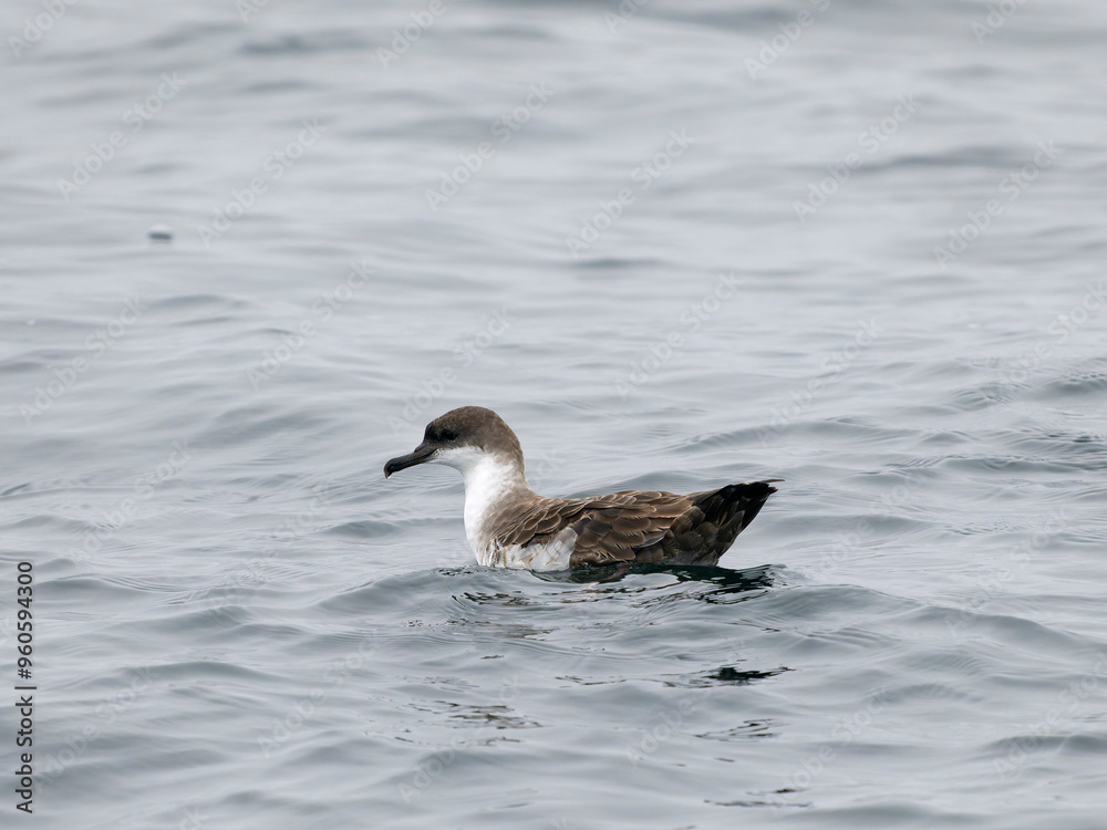 Great shearwater, Puffinus gravis Great shearwater, Puffinus gravis