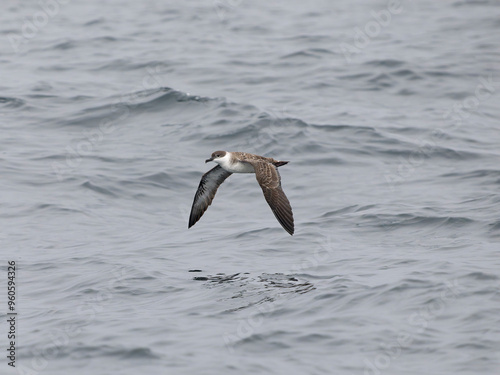 Great shearwater, Puffinus gravis