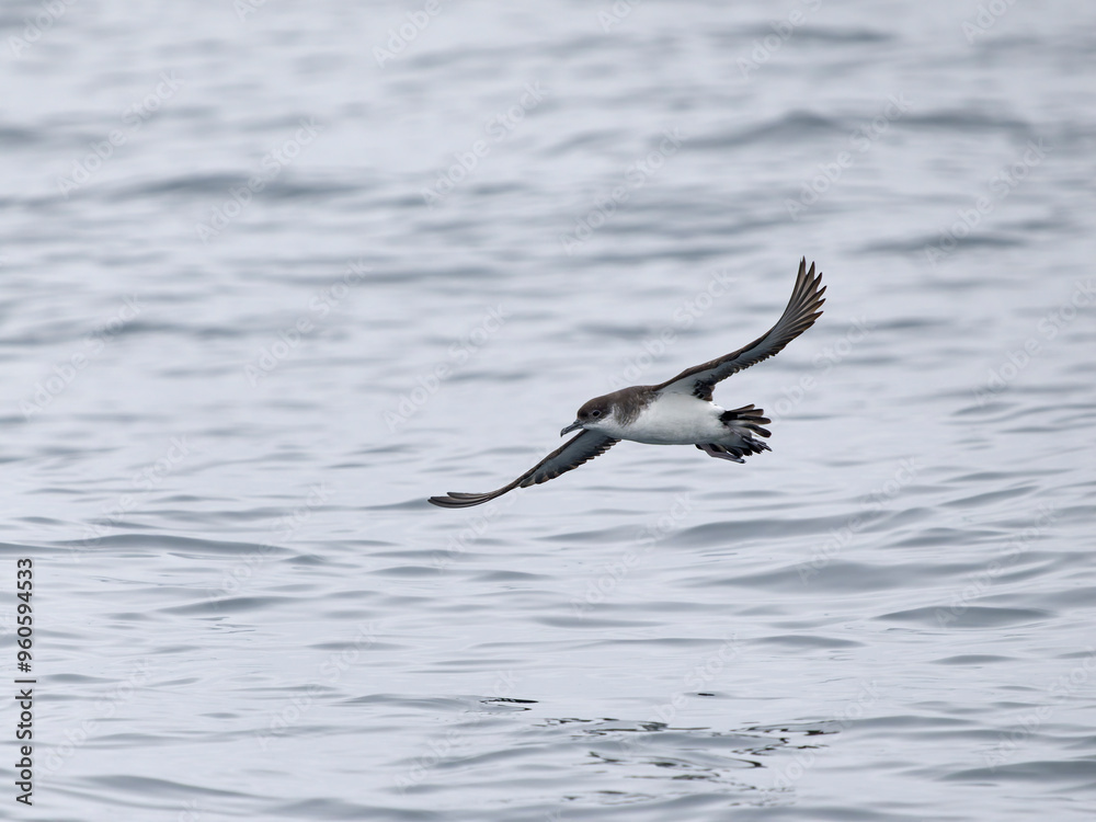 Manx shearwater, Puffinus puffinus Manx shearwater, Puffinus puffinus
