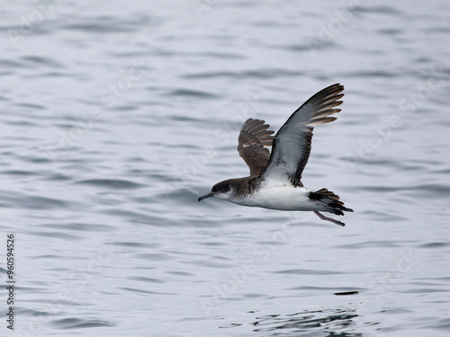 Manx shearwater, Puffinus puffinus