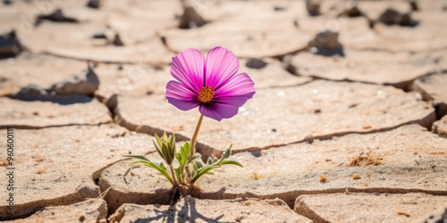 One flower in a dried desert, concept of new life in a dead place. Hot rainless summer
