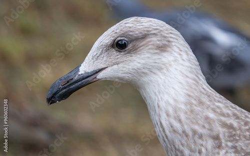 portrait of a seagull