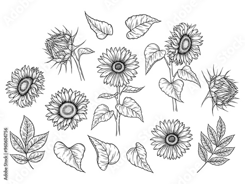 Vector sunflowers and autumn leaves illustrations set in line art style. Graphic monochrome drawing. Hand drawn floral outline sketch, engraved illustration. For coloring book, tattoo, logo, icon.