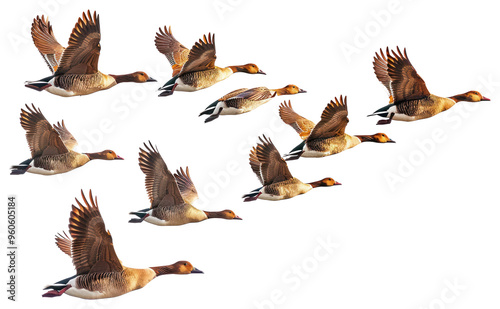 PNG Geese flying in formation photo