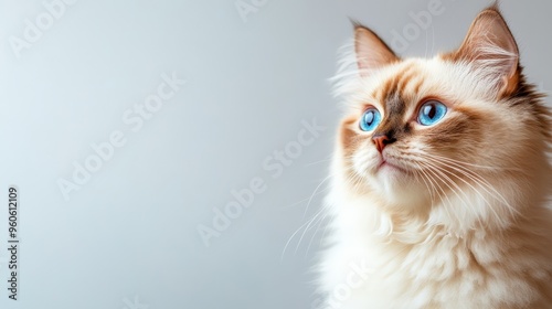 Beautiful fluffy cat with blue eyes looking upwards, placed against a plain background, capturing feline curiosity and elegance.