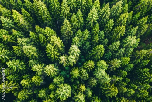 Aerial perspective of lush forest promoting carbon capture for sustainable climate solutions photo