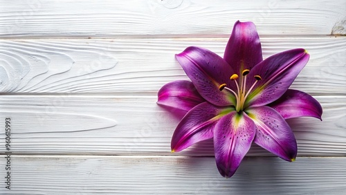 flower, background, wooden, lily, symmetrical, purple, petals, A stunning purple lily flower with symmetrical petals placed on a white wooden table background