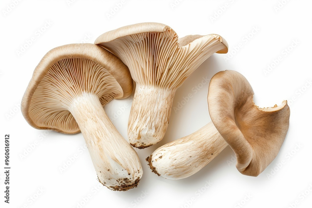 King Oyster mushroom isolated on white background with clipping path top view King Oyster mushroom isolated on white background with clipping path top view