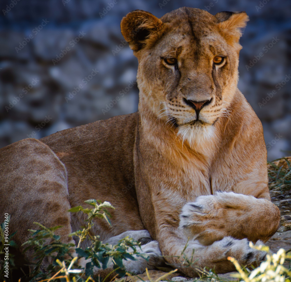 Obraz premium León en estado libre, hembra leona en la sombra descansando del calor en África.
