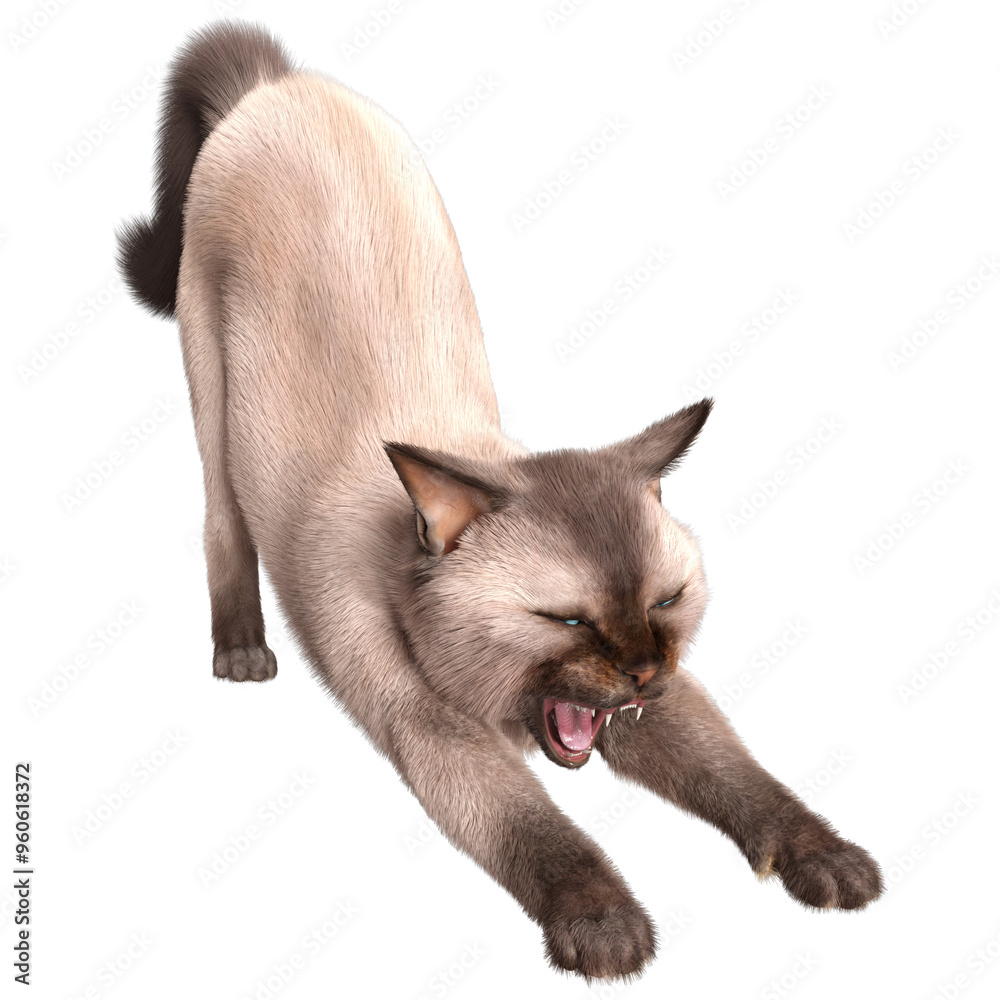 3D rendered illustration of a Siam cat isolated on a transparent background 3D rendered illustration of a Siam cat isolated on a transparent background