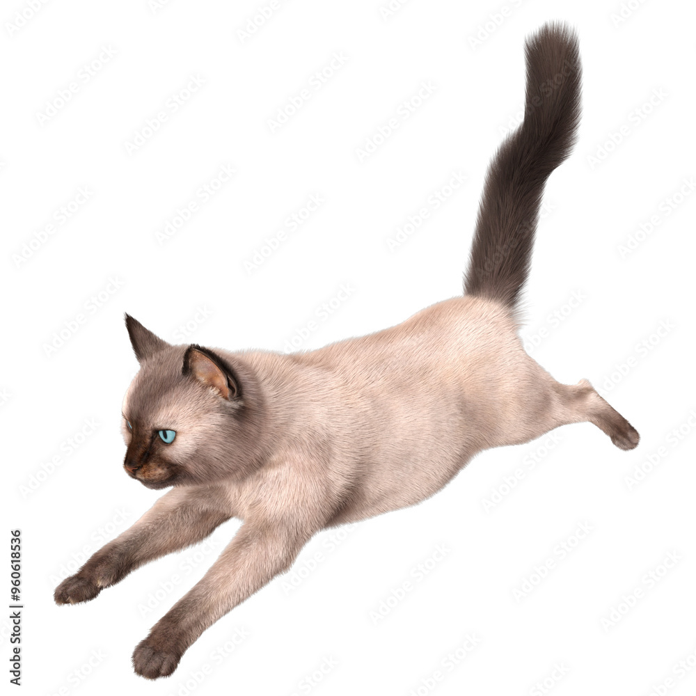 3D rendered illustration of a Siam cat isolated on a transparent background 3D rendered illustration of a Siam cat isolated on a transparent background