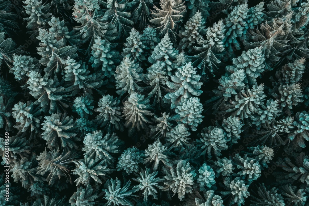 Aerial perspective of lush forests actively absorbing co2 for carbon neutrality and net zero goals Aerial perspective of lush forests actively absorbing co2 for carbon neutrality and net zero goals