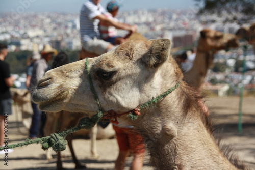 Camello domestico en marruecos con la ciudad de fondo