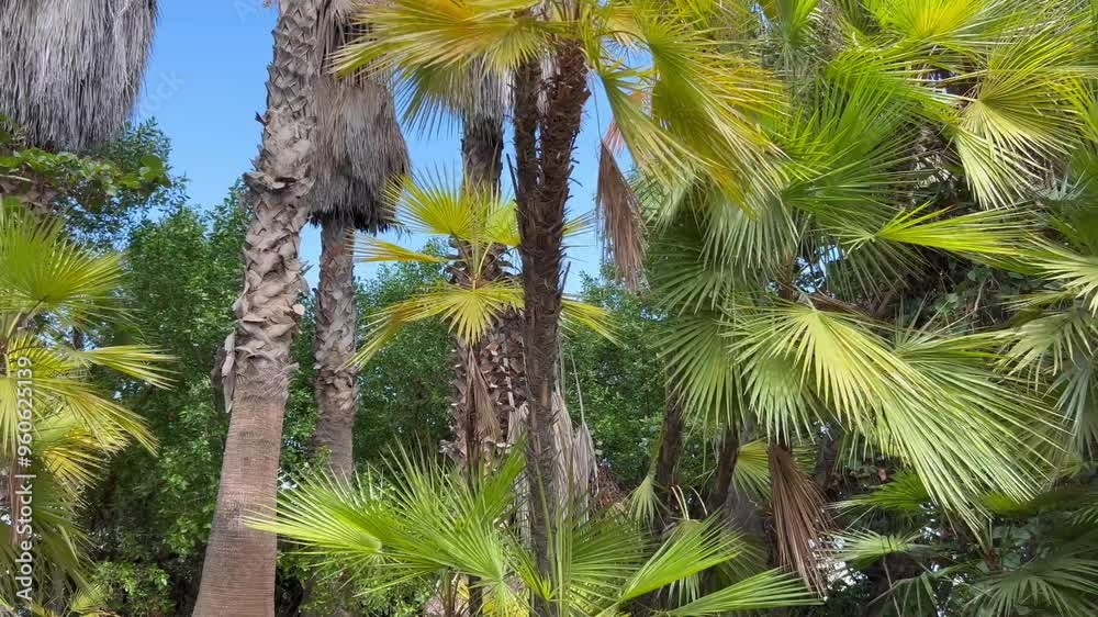Palmeras diversas en un parque de Canarias